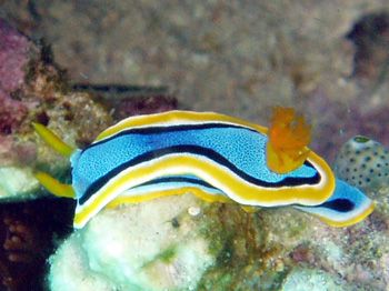 Nudibranche / Philippines by Philippe Brunner 